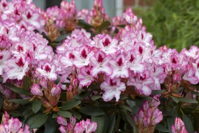 Produktbild von Rhododendron Hybr. 'Hachmann's Charmant', rosa Blüten, 40–50 cm