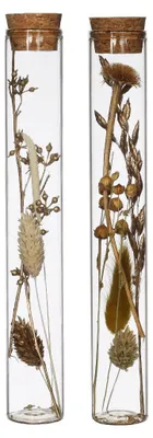 Produktbild von Glasröhre mit Trockenblumen Natur Ø3x20cm (12 Stück) [IFS-30344]