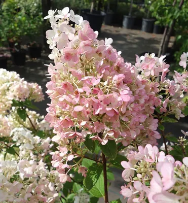 Produktbild von Rispenhortensie ´PINK DIAMOND´ 10-15 cm, Cont. 1,4 l