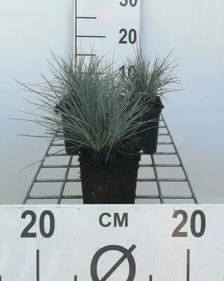 Immagine prodotto di 6 x Festuca glauca (ovina 'Glauca') - Festuca blu - vaso 9 x 9 cm