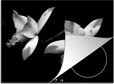 Produktbild von KitchenYeah© Herdabdeckplatte Zwei Orchideenblüten - schwarz und weiß , 71x52cm, Küche Deko, Glaskeramikkochfeld Herdabdeckung, Abdeckplatte fùr Kochfeld
