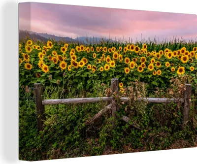 Produktbild von OneMillionCanvasses® - Leinwandbilder - 150x100 cm, Sonnenblume - Blumen - Pflanzen, Wandbilder Kunstdruck Wanddekoration - Foto auf Leinwand - Gemälde auf Holzrahmen