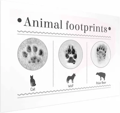 Produktbild von Posterpapier Poster - Paw Prints 30x21 cm Tiere g-A-0196-ao-a