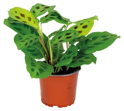 Zdjęcie produktu dla Bloomique - Maranta Kerchoveana - Roślina modlitewna - Roślina wisząca - Rośliny doniczkowe - Oczyszczająca powietrze - Przyjazna dla zwierząt - Wysokość 10-20 cm - Doniczka 12 cm