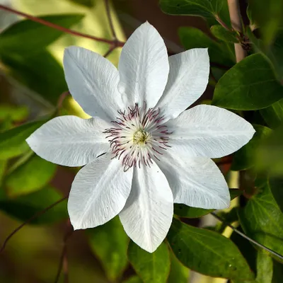 Immagine prodotto di Clematis Urszula Ledóchowska, vaso da 2 litri