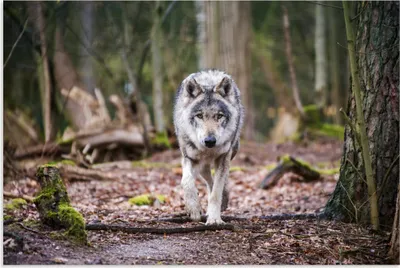 Produktbild von ARTland Wandbild Alu für Innen & Outdoor Der Wolf auf wilden Pfaden der Natur Größe: 120x80 cm
