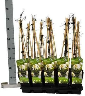 Produktbild von Clematis hybr. 'Albina Plena' - Weiße Waldrebe 50-60 cm | Topf
