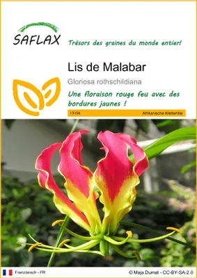 Image de SAFLAX  - Lis de Malabar - 15 graines - Gloriosa