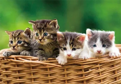 Produktbild von 3 D Ansichtskarte Katzen im Korb, Katze Postkarte Wackelkarte Hologrammkarte Tiere Kätzchen
