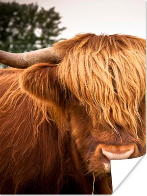 Produktbild von MuchoWow® Poster Schottische Highlander - Braun - Gras 90x120 cm - Wohnzimmer