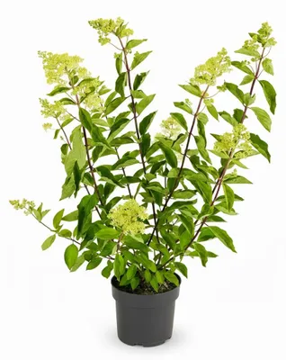 Produktbild von Rispenhortensie Grandiflora 100-125 cm, im Topf - Hydrangea paniculata