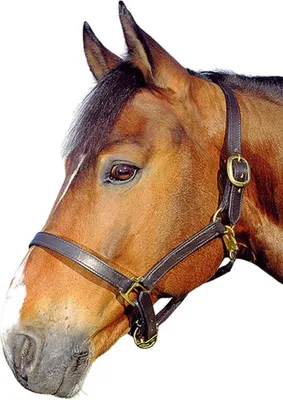 Produktbild von Lederhalfter Halfter aus Leder B WAHL, Farbe:schwarz, Größe:Warmblut
