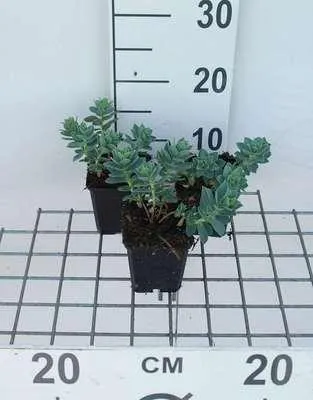 Image de 6 x Euphorbia myrsinites - euphorbe - pot 9 x 9 cm