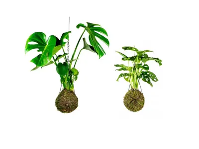 Obrázok produktu pre Gardners Set Kokedam Monstery (L)