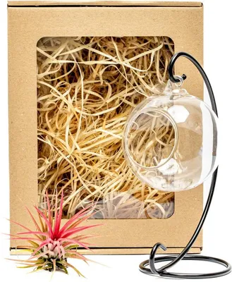 Obrázek produktu pro Gardners Aerárium a kovový stojánek s Tillandsií Ionantha red v dárkovém balení