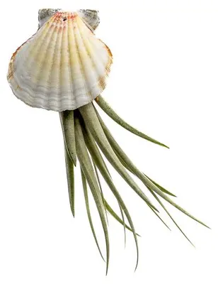 Produktbild von Gardners Muscheln mit Tillandsia Faciculata
