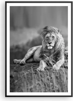 Produktbild von Gerahmtes Poster - Schwarzer Rahmen - Löwe Tier Natur - 70x100 cm - Wand Bild - Wanddeko - Wandbilder - Kunstposter - Wandposter - Bilderrahmen - Bilder - Kunstdruck - Wandbild - P2BPA70x100-3931