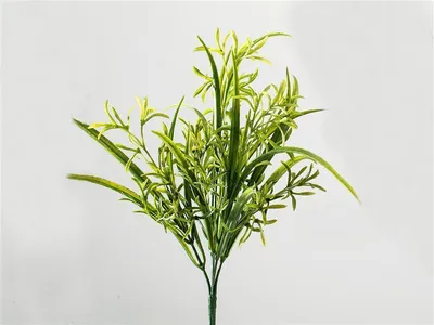 Image de Formano Arbuste de graminées 35 crn 666727