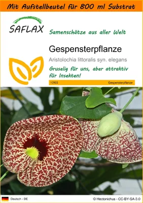 Produktbild von SAFLAX - Garden in the Bag - Gespensterpflanze - 80 Samen - Mit Anzuchtsubstrat im praktischen, selbst aufstellenden Beutel - Aristolochia littoralis