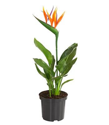 Produktbild von Dehner Paradiesvogelblume, mit Kunstblüte, ca. 40-50 cm, Ø Topf 12 cm, Zimmerpflanze