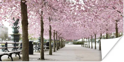 Produktbild von MuchoWow® Poster Frühling - Sakura - Bäume 120x60 cm - Bild