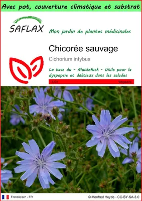 Image de SAFLAX Garden to go - Chicorée sauvage - 250 graines - Cichorium