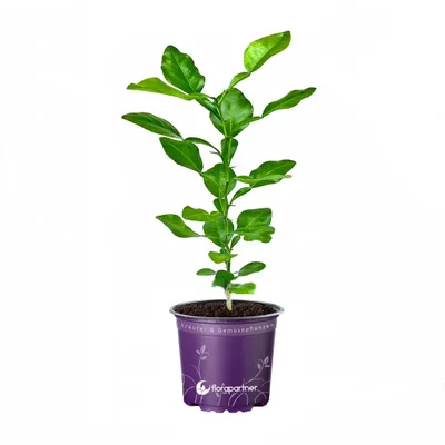 Produktbild von Kaffir Limette Pflanze Cytrus hystrix Kaffernlimette
