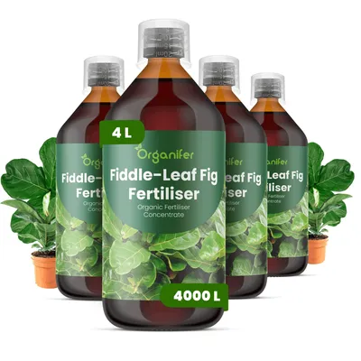 Obrázek produktu pro Fiddle Leaf Fig Tekuté Hnojivo 4x1 L – 3-4-3 NPK – Pro Ficus Lyrata – Pro Zdravé Listy & Silný Růst – Podporuje Kořeny & Vitalitu – Organifer