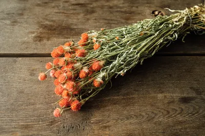 Produktbild von Gomphrena globosa im Bund, getrocknet, Größe ca. 50-60cm, verschiedene Farben wählbar | Trockenblumen , Farbe:Orange