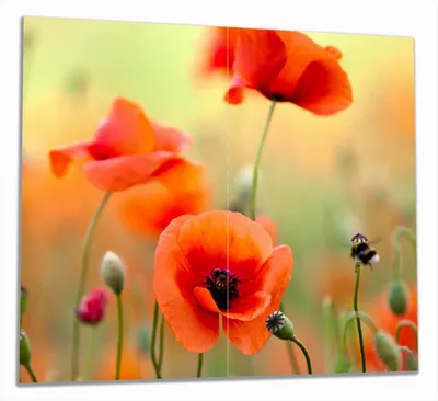 Produktbild von Wallario Herdabdeckplatte aus Glas, Größe 60 x 52 cm 2-teilig, Motiv Mohnblumenblüten