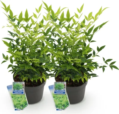 Obrázek produktu pro Nandina Lemon & Lime – 2 rostliny, výška 17 cm, šířka cca 45 cm – vždyzelená a barevně intenzivní – žluté listy pro záhony, balkony a terasy – nenáročný dekorativní keř