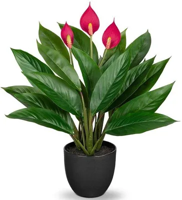 Immagine prodotto di Calathea artificiale con 22 foglie in vaso di plastica, verde, 43 cm