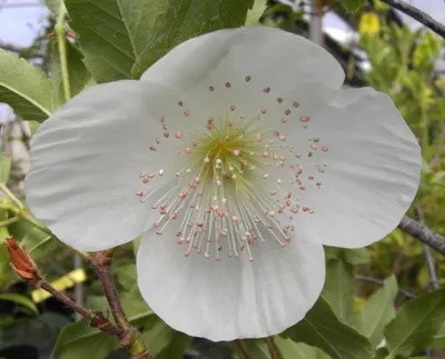 Produktbild von Eucryphia nymansensis Nymansy - Chilenischer Kamelienbaum - Nymanns Scheinulme - 40-60