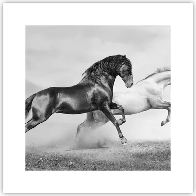 Produktbild von Poster - Poster ohne Rahmen - Pferde Tiere Galopp Wiese - 30x30 cm - Wand Bild - Wanddeko - Wandbilder - Kunstposter - Wandposter - Bilder - Kunstdruck - Wanddekoration - Wandbild - P2XAC30x30-2683