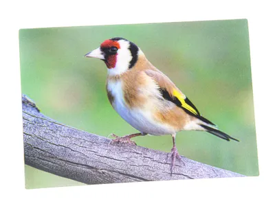 Produktbild von 3 D Ansichtskarte Stieglitz, Postkarte Wackelkarte Hologrammkarte Tiere Tier Vogel Gartenvogel