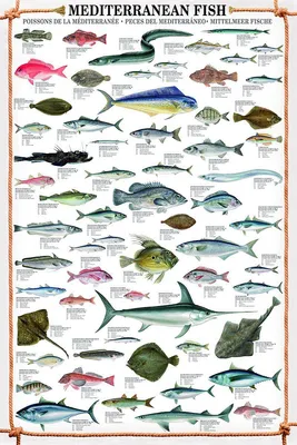 Produktbild von Mediterranean Fish Kunstdruck Fische des Mittelmeeres + Ü-Poster