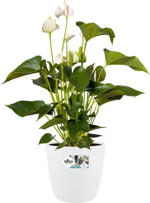 Produktbild von Gb Anzuchttisch Xxl Sw 6926507543300