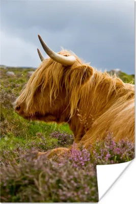 Produktbild von MuchoWow® Poster Scottish Hochlandrind - Blumen - Gras 60x90 cm - Wanddekoration