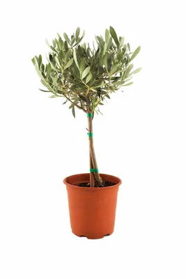 Produktbild von Olivenbaum Stämmchen 50–60 cm – Mediterrane Olivenpflanze für Balkon, Terrasse & Garten – Robuste Zimmerpflanze mit südländischem Flair