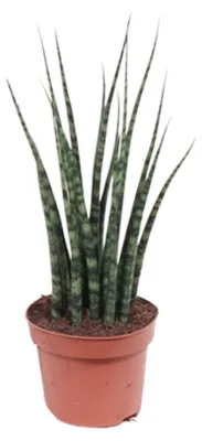 Zdjęcie produktu dla Sansevieria Fernwood Mikado - 30-40cm - Ø12cm - Roślina doniczkowa - Zimozielony - Kaktusy i sukulenty