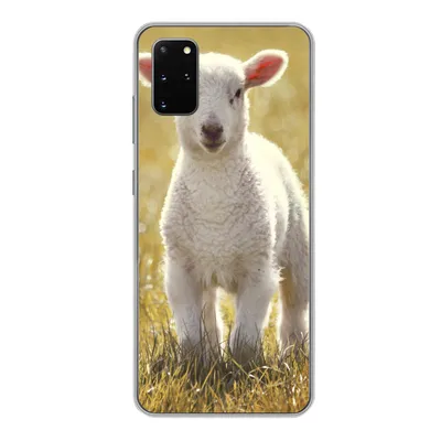 Produktbild von MuchoWow® Handyhülle Schutzhülle Hülle für Samsung Galaxy S20 Plus Schafe - Gras - Sonne Silikon Softcase Handy Hülle - Hartschale