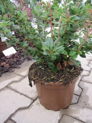 Produktbild von Berberis buxifolia nana - Buxusblättrige Berberitze 15-20cm