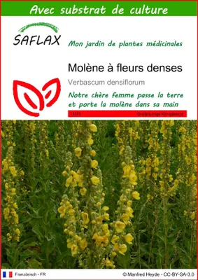 Image de SAFLAX  - Molène à fleurs denses - 500 graines - Avec substrat - Verbascum