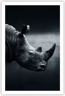 Produktbild von Poster - Poster ohne Rahmen - Nashorn Schwarzweiß Porträt - 61x91,5 cm - Wand Bild - Wanddeko - Wandbilder - Kunstposter - Wandposter - Bilder - Kunstdruck - Wanddekoration - Wandbild P2XPA61x91-4347