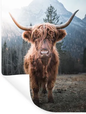 Produktbild von MuchoWow® Wandtattoo Wandsticker Wandaufkleber Schottischer Hochländer - Kuh - Tiere - Berg - Natur 30x40 cm Selbstklebend und Repositionierbar - Sticker - Dekorfolie