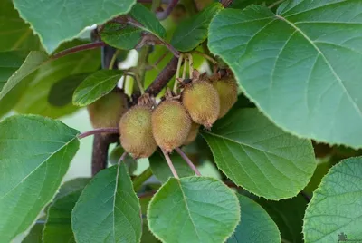 Produktbild von beliebte selbstfruchtende Kiwi Jenny Kiwibaum 60-100 cm Actinidia winterhart