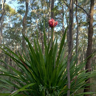 Image de Gymealelie (Doryanthes excelsa)  - 5 plants