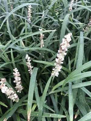 Produktbild von 6 x Liriope musc. 'Monroe White' - Glöckchenentraube - Topf 9 x 9 cm