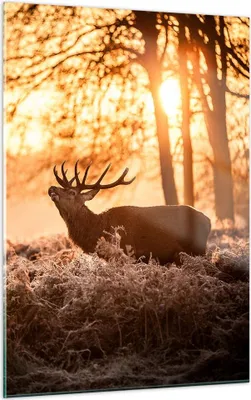 Produktbild von Bilder auf glas - Einteilig - Deer Heidekraut Tier - 50x70cm - Glasbilder - Wandbilder - Bilder - zum Aufhängen bereit - Wanddekoration aus Glas - Glas Bilder - Wandbild auf Glas - GPA50x70-3043