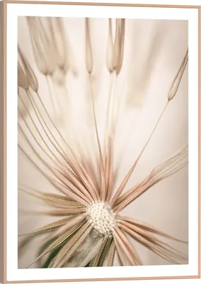 Produktbild von Wandbild - Braun - Weiß - 40 x 50 cm - mit Pusteblume